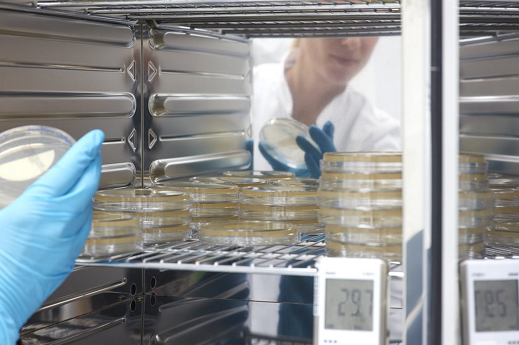 Incubation of samples on culture medium in petri dishes in an incubator for bioburden determination.