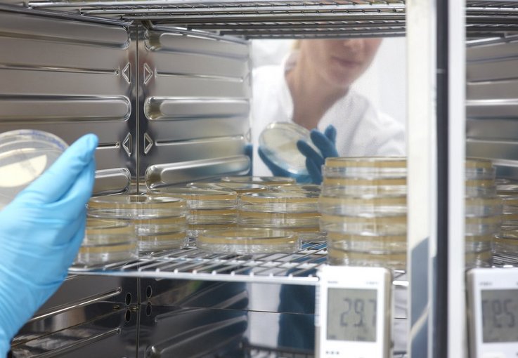 Incubation of samples on culture medium in petri dishes in an incubator for bioburden determination.